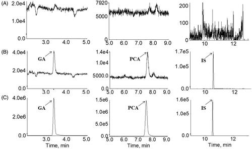 Figure 3. Multiple reaction monitoring chromatograms of (A) blank plasma; (B) blank plasma spiked with a standard mixture of gallic acid (GA, 1) and protocatechuic acid (PCA, 2) at the LLOQ level with internal standard (IS, 3); (C) human plasma sample taken 2 h following the oral administration of RLQ to human subjects.