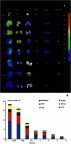 Figure S6 The photo signals of free Cy5-NHS in various tissues within 6 d. (A) the qualitative observation using Night OWL LB 983 in vivo Imaging System. (B) the semiquantitative detection of photon counts with the software Indigo.