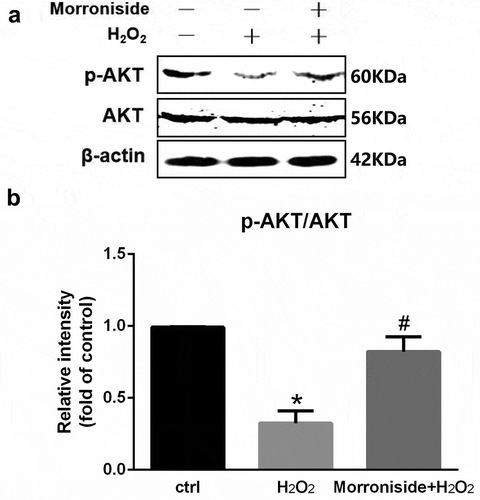 Figure 8. MR rescues H2O2-induced downregulation of p-AKT in OLN-93 cells. (a) Cells were pretreated with 200 µM MR for 24 h and then incubated in the presence of 100 µM H2O2 for 12 h. The cells were analyzed by SDS-PAGE followed by western blot analysis. (b) Relative levels of p-AKT versus total AKT in each sample as determined by blot densitometry. Densitometric analysis of the immunoblot was expressed as a fold of control. *P< 0.05 vs. the control group; #P< 0.05 vs. the only H2O2 treatment group