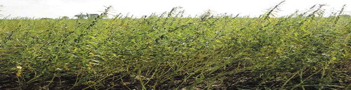 Figure 2. Sesame crop at Kafta Humera.