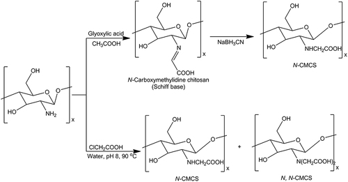 Figure 4 The synthetized reaction of carboxymethylation chitosan.