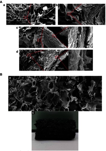 Figure 5 (A) SEM images of 3D GO hydrogels prepared with different ratios of cross-linking agent (G) with reducing agent (N) [(a) G/N-0/0, (b) G/N-0/1, (c) G/N-3/0, and (d) G/N-3/1)]. (B) Images of CS–HA–GO composite scaffold: (a) and (b) FESEM images showing the morphology, (c) photograph of CS–HA–GO composite scaffold.Notes: Figure A reprinted from Yu P, Bao R-Y, Shi X-J, Yang W, Yang M-B. Self-assembled high-strength hydroxyapatite/graphene oxide/chitosan composite hydrogel for bone tissue engineering. Carbohydr Polym. 2017;155:507–515. Copyright 2017, with permission from Elsevier.Citation41 Figure B reprinted from Unnithan AR, Park CH, Kim CS. Nanoengineered bioactive 3D composite scaffold: a unique combination of graphene oxide andnanotopography for tissue engineering applications. Compos Part B Eng. 2016;90:503–511. Copyright 2016, with permission from Elsevier.Citation144