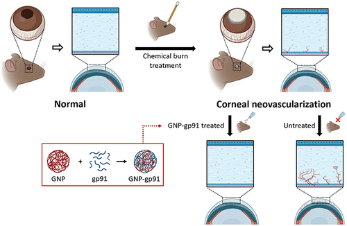 Figure 1 Schematic illustration of gp91ds-tat peptide (gp91)-loaded gelatin nanoparticles (GNP-gp91) as eye drops to treat alkali-burned induced corneal neovascularization (NV) in a mouse model.
