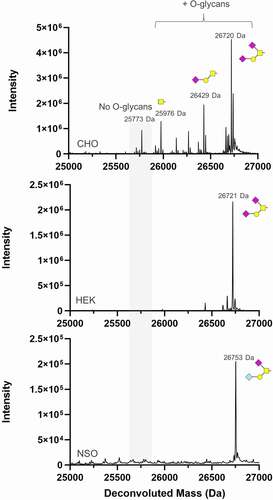 Figure 2. Assessment of GALaXy tag O-glycosylation in common expression hosts. An Fc protein containing a C-terminal GALaXy tag fused to human IgG1 Fc as a polypeptide GAGPTAEPG (Fc-GALaXy) was expressed in three commonly used expression cell lines: Chinese hamster ovary CHO G22, human embryonic kidney HEK293F and a mouse myeloma NS0 cell line. LC-MS reduced mass analysis shows de-N-glycosylated Fc-GALaXy proteins produced in CHO (top), HEK (middle) and NS0 (bottom) cells lines. The gray shaded region of the spectrum indicates non-glycosylated protein species (No O-glycans). Peaks right-shifted from gray shading are O-glycosylated protein species. The symbolic representation of O-glycans is based of the most common O-glycan core-1; yellow square = GalNAc, yellow circle = Gal, pink diamond = NeuAc, light blue diamond = NeuGc