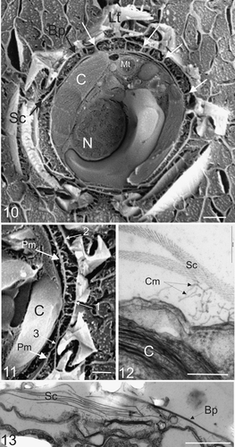 Figs. 10–13. External and internal morphology of C. pelagicus using freeze fracture SEM and TEM. Fig. 10. Freeze fracture through the centre of a whole C. pelagicus cell showing fractured external interlocking coccoliths (Lt) with baseplate (Bp), layer of organic scales (Sc) connected to the plasma membrane by columnar strands and local adhesions spanning the periplasmic space (examples indicated with white arrows). The nucleus (N), Chloroplast (C) and mitochondria (Mt) are also easily distinguished. Fig. 11. Detail of a further freeze-fracture showing columnar strands forming attachments between the plasma membrane (Pm) and both the coccolith baseplate (1) and organic scales (2). Occasional close associations between the layer of organic scales and plasma membrane are observed (3). Fig. 12. TEM showing detail of columnar strands (Cm) connecting the plasma membrane to organic scales (Sc). The chloroplast (C) is clearly visible. Fig. 13. TEM section at the surface of cell showing organic scales interspersed between coccolith baseplates. Scale bars: 2 µm (Fig. 10), 1 µm (Fig. 11), 200 nm (Fig. 12) and 1 µm (Fig. 13).