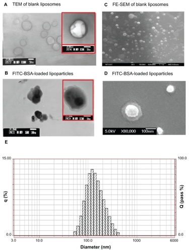 Figure 2 TEM image (left) and FE-SEM image (right) with 1% uranyl acetate negative staining. (A) FITC-BSA-loaded liposomes and (B) FITC-BSA-loaded lipoparticles. (C) FITC-BSA-loaded liposomes and (D) FITC-BSA-loaded lipoparticles. The scale bar is 100 nm. (E) Particle size distribution of FITC-BSA-loaded lipoparticles containing a protamine/FITC-BSA core.Abbreviations: TEM, transmission electron microscope; FE-SEM, field-emission scanning electron microscope; FITC-BSA, fluorescein isothiocyanate-conjugated bovine serum albumin.