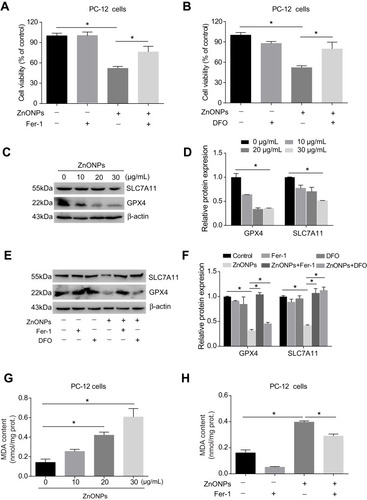 Figure 6 ZnONPs triggered ferroptotic cell death in cultured PC-12 cells. Cells were treated with 2 μM Fer-1 and 100 μM DFO in absence and presence of ZnONPs. The cell viability was evaluated by using CCK-8 assay, and the results are shown in (A) and (B), respectively. The protein expressions of ferroptosis-related markers were assessed by Western blot analysis. (C) Representative Western blot reflecting GPX4 and SCL7A11 protein levels in PC-12 cells. β-actin was served as loading control. (D) Relative protein expression of GPX4 and SLC7A11 obtained from at least three independent experiments. (E,F) Effects of Fer-1 and DFO on the protein expressions of ferroptosis-related markers, both of which were detected by Western blot. (G) Effects of ZnONPs on the contents of MDA. (H) Effects of Fer-1 on the content of MDA in absence and presence of ZnONPs. Data were derived from at least three independent experiments and were reported as mean ± SD. *Denoted P< 0.05.