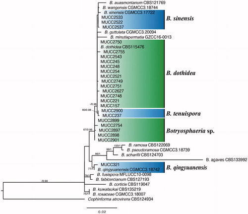Figure 1. Phylogenetic tree of Botryosphaeria spp. constructed by ML using the combined ITS, RPB2, TEF1-α, and TUB2 gene sequence datasets. ML bootstrap values and Bayesian PPs are given near the branches (BS/PP). Ex-type strains are in boldface.