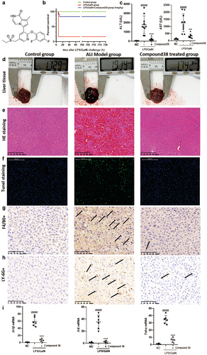 Figure 2. Compound 38 treatment attenuates inflammatory responses in the LPS/ GalN-induced acute liver injury (ALI) mouse model in vivo.