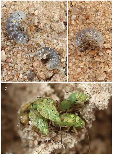 Figure 3. (a, b) Larvae of Lindenius albilabris; (c) nymphs of Lygus spp., prey of L. albilabris.
