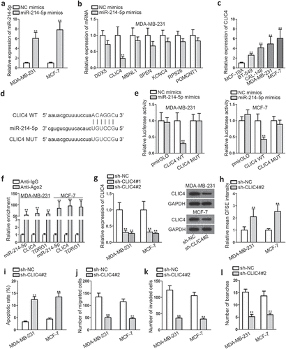 Figure 3. TDRG1 exerts positive effects on CLIC4 expression by negatively regulating miR-214-5p
