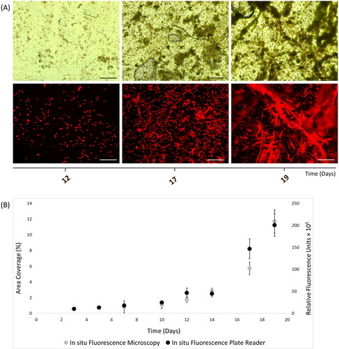 Figure 3. In situ autofluorescence measurements of 19-day natural phototrophic biofilms in Southsea Marina UK during Spring 2017, as recorded with (A) light (top) and fluorescence microscopy (bottom) images (scale bars = 20 μm), and (B) merged fluorescence microscopy and plate reader fluorescence records, where error bars represent standard error.