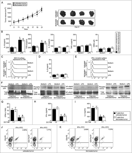 Figure 2. Mw treatment failed to generate protective antitumor response against late stage tumors. (A) 10Citation5 B16F10 melanoma cells were injected subcutaneously into the right flank of female C57BL/6 mice and were left untreated or treated with Mw (108 cells/mouse) on day 9 post-tumor challenge. The tumor volumes were monitored on every two days and the final tumor volume was determined at 21 d post-tumor challenge. The data shown here are representative of three independent experiments with n = 4/ mice group. TAM (105 cells) isolated from untreated and Mw treated mice were plated in a 96 well plate were left untreated or treated with LPS (100 ng/mL) or Mw (1:10 ratio to TAM) for 4 h. (B) The cell free supernatant collected at 24 h was subjected to ELISA to detect the presence of IL-10, TGF-β, TNF-α, IL-12 whereas; the cell free supernatant collected at 48 h was subjected to Griess Method assay for the detection of nitrite generation. (C, E) In a separate set of experiments, TAM (105 cells) isolated from untreated and Mw treated mice were left untreated or treated as mentioned above were subjected to FACS for detection of MHC-II and IFN-γ receptor surface expression. (See previous page) (D) In another set of experiments, TAM (105 cells) isolated from untreated and Mw treated mice were left untreated or treated as mentioned above were subjected to MHC-II dependent antigen presentation assay as described in the Materials and Methods. (F) In a separate set of experiments, TAM (2 x 106 cells) isolated from untreated and Mw treated mice were left untreated or treated with LPS (100 ng/mL) or Mw (1:10 ratio to TAM) for 30 min, the cells were then lysed and subjected to western blot analysis with anti-phospho p38, ERK-1/2 and dephospho p38 and ERK-1/2 antibodies. (F) In another set of experiments, control macrophages or TAM (2 x 106 cells) were left untreated or treated with LPS (100 ng/mL) or Mw (1:10 ratio to TAM) for 60 min and subjected to western blot analysis with anti- NF-κBp65, phospho or dephospho STAT3 antibodies. (G) In a separate set of experiments, CD25- T cell isolated from both the untreated and Mw treated tumor bearing mice were co-cultured with DC pre-activated with whole tumor lysate pulsed and TAM isolated from untreated and Mw treated tumor bearing mice were added to the culture at 1:1 ratio (DC:TAM) and T cell proliferation was determined. (H, I) The cell free supernatant was collected and subjected to ELISA for detection of IFN-γ and IL-2. In a separate experimental set, tumors from both untreated and Mw treated mice were subjected to enzymatic digestion to generate a single cell suspension as described in the Materials and Methods and the tumor infiltrating CD4+ and CD8+ T cells were purified by MACS using CD4 and CD8 magnetic beads. (J, K) The isolated tumor infiltrating CD4+ and CD8+ T cells were then subjected to FACS for determination of the proportion of CD4+ IFN-γ+ and CD8+ IFN-γ+ T cells. The data shown here are mean ± standard deviation of three independent experiments, a value of p < 0.05 (* or τ ) was considered to be significant, whereas the FACS data and blots shown here are the best representative among three independent experiments.