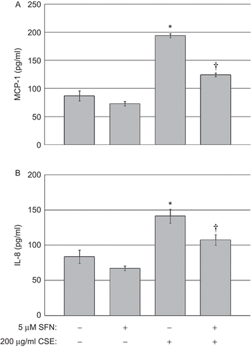 Figure 4.  Chemokine quantification in human BEAS-2B epithelial cells exposed to CSE. (A) MCP-1 and (B) IL-8 levels in the culture supernatants of cells treated with DMSO or 5 µM SFN for 6 h, then treated with DMSO or 200 µg CSE/mL as described in the Materials and methods. Data presented are mean fold-change (±SEM, n = 3). *Value is significantly different compared with control cells not exposed to CSE (P < 0.05); †Value is significantly different compared with cells exposed to CSE alone (P < 0.05).