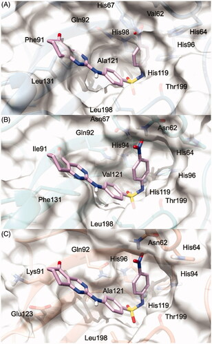 Figure 3. 3/hCA IX theoretical binding pose translated into hCA I (PDB 6EVR, A), hCA II (PDB 3K34, B), and hCA IV (PDB 5JN9, C) structures. The proteins are shown in blue, sea-green, and coral ribbons and sticks, respectively, with their molecular surface shaded in white. The ligand is depicted in pink.