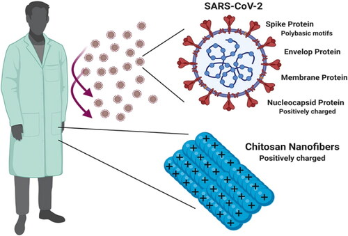 Figure 7. A Schematic presentation of positively charged chitosan nanofibers based PPEs for health care providers to enhance protection and safety during COVID-19 (Hathout & Kassem, Citation2020). Copyrights by frontiers (2020).