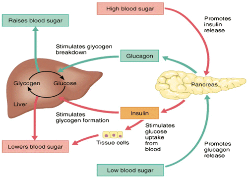 Figure 2. Blood sugar insulin cycle graphic (Winter, Citation2013).