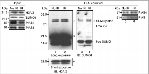 Figure 1. The H2A.Z-2 complex, purified from the nuclear soluble fraction of HeLa cells, was subjected to immunoblot analyses using anti-H2A.Z (lanes 1 and 2), anti-SUMO1 (lanes 3 and 4), anti-PIAS4 (lanes 5 and 6) and anti-PIAS1 (lanes 5 and 6) antibodies. DNA damage was induced by 10 Gy IR, followed by a 10-minute recovery. The arrows indicate SUMOylated H2A.Z-2 and the asterisks indicate unmodified H2A.Z-2. Nuclear extracts are used as the input.