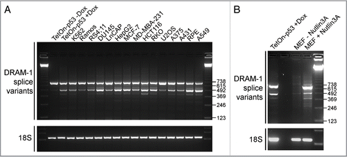 Figure 2 DRAM-1 splice variants are expressed in multiple human and mouse cells. (A) RNA from a panel of human cell lines was subjected to semiquantitative RT-PCR with primers from exon 1 and exon 7 of DRAM-1. Induction of p53 in p53-inducible Saos-2 cells was achieved with 1µg/ml of doxycycline for 24 h. (B) RNA from human p53-inducible Saos-2 cells and from MEFs that had been incubated in the absence or presence of Nutlin-3A (10 µM for 48 h) were subjected to semiquantitative RT-PCR with primers from exon 1 and exon 7 of human and mouse DRAM-1 respectively. Induction of p53 in p53-inducible Saos-2 cells was achieved with 1 µg/ml of doxycycline for 24 h. Images shown are representative of what was observed in at least three separate experiments.