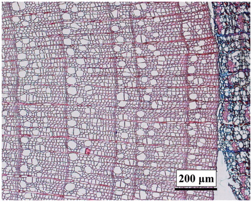 FIGURE 1. Microscopic cross section of Salix oritrepha wood.