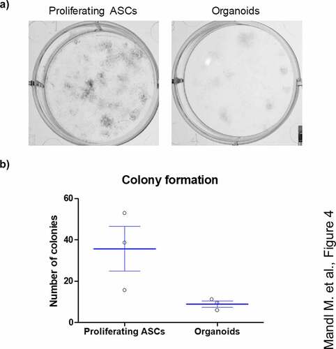 Figure 4. ASCs derived from adipose organoids retain the capability to form colonies. (a) Colony formation assays by ASCs derived from collagenase I-digested organoids and proliferating ASCs directly isolated from WAT of given donors are shown. Colonies are stained with crystal violet and counted. A representative result of n = 3 different donors, mean ± SEM, is shown. (b) Number of colonies formed by SVF-derived proliferating ASCs and digested organoids among n = 3 different donors. Three wells or organoids were used for each condition and donor.