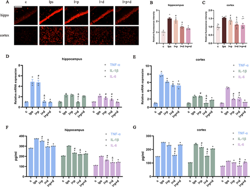 Figure 3 Propofol and dexmedetomidine diminished LPS-mediated neuroinflammation in endotoxemic mice. (A–C) DHE staining representative images and analysis of relative fluorescence intensity (400×), scale bar = 50 μm. (D and E) The relative mRNA expression of TNF-α, IL-1β, and IL-6 measured by qPCR; (F and G) The content of TNF-α, IL-1β and IL-6 detected by ELISA. Data are expressed as the mean ± SEM (*p<0.05 vs lps group; #p<0.05 vs l+p+d group; &p<0.05 vs l+p group; n = 6).