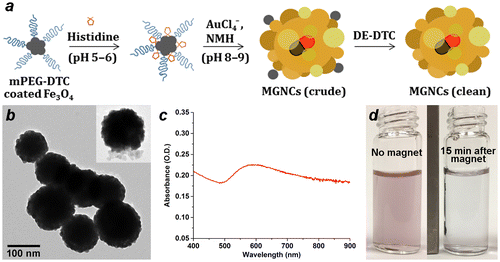 Figure 1. (a) Synthetic scheme for magnetic gold nanoclusters (MGNCs). (b) TEM image of clean MGNCs (inset: MGNC prior to DE-DTC treatment). (c) Optical extinction spectrum of MGNCs. (d) MGNCs before and after magnetic precipitation.