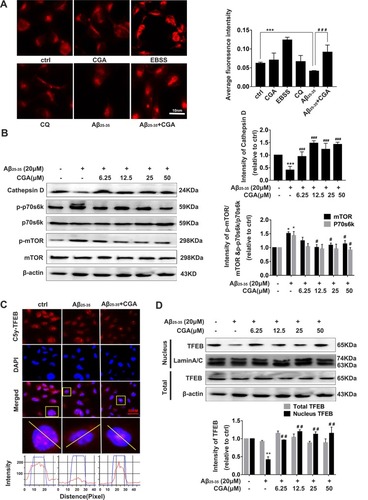 Figure 3 CGA enhances lysosomal activity in SH-SY5Y cell via the mTOR/TFEB signaling pathway.