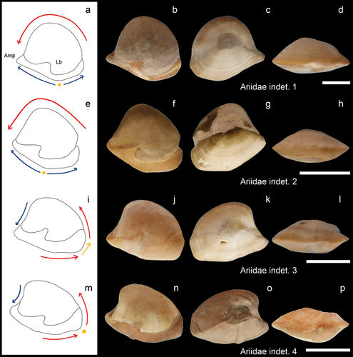 Figure 3. Ariidae. a-d: Ariidae indet. 1 from AH (GUBD V0125); e-h: Ariidae indet. 2 from JT-1 (GUBD V0141); i-l: Ariidae indet. 3 from AH (GUBD V0130); m-p: Ariidae indet. 4 from JT-1 (GUBD V0143). Orientations: ventral (a-b, e-f, i-j, m-n), dorsal (b, f, j, n), and mesial (d, h, l, p) views. Note that the drawings (a, e, i, m) are emphasizing the differences among the distinguished morpho-groups. Scale bar: 5 mm. Abbreviations: Amp - anteromesial projection, Lb - linea basalis. 