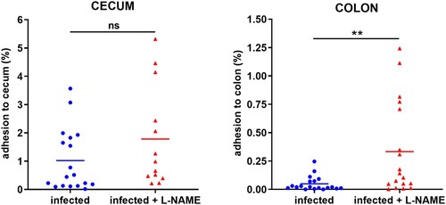 Figure 2. L-NAME treatment of infected mice increases EHEC adhesion to the colonic mucosa. Mice, treated or not with L-NAME, were infected with EDL933 and euthanized at 7 DPI. Caecum and colon were harvested, washed in PBS, crushed and then plated on LB plates with Sm in order to quantify mucosa-associated EHEC. Data are represented as the percentage of adherent bacteria relative to the total number of EHEC quantified in faecal samples. Each dot represents one mouse and means are indicated as a line. A two-tailed unpaired t-test was applied to compare both groups. ns: non-significant; **p < .01.