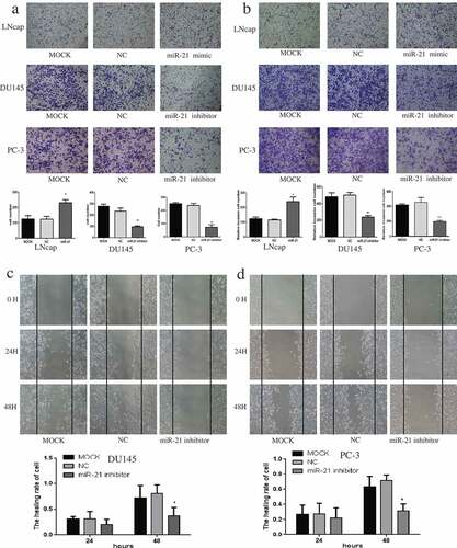 Figure 3. MiR-21 promotes PCa cell migration and invasion.