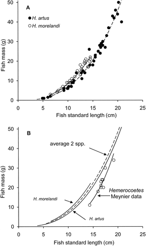 Figure 1 Relationships between fish mass and fish standard length for the two species of opalfishes from the Auckland Islands. A, 41 Hemerocoetes artus and 30 Hemerocoetes morelandi. B, Power regression lines for H. artus and H. morelandi from part A with average of both species, and data for 10 unidentified Hemerocoetes sp. analysed by Meynier et al. (Citation2009).