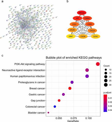 Figure 4. Function analysis and PPI analysis of the module ‘black’. The PPI and function analyses of consensus module ‘black’ were analyzed. (a) the predicted protein-protein interactions of genes in consensus module ‘black’ with STRING database; (b) critical genes revealed with the Cytoscape software; (c) KEGG pathways of genes in consensus module ‘black’