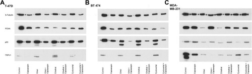 Figure 6 Western blots. Western Blot showing control, capsazepine alone, citral, citral + capsazepine, citrathal R, citrathal R + capsazepine, cyclovertal and cyclovertal + capsazepine. ß-tubulin served as loading control in (A) T-47D, (B) BT474, (C) MDA-MB-231.