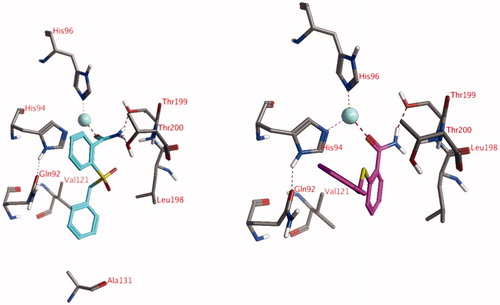 Figure 3. The docked poses of compound 18 (turquoise, left) and compound 16 (purple, right) in the active site of hCA XII forming interactions with the active site Zn2+-ion. Zn2+ is indicated with a turquoise sphere, hydrogen bonds and interactions to the Zn2+-ion are indicated in red dashed lines.