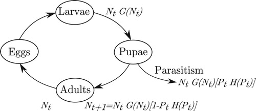 Figure 1. A host life-cycle diagram that illustrates a set of biological assumptions that match the formulation of the model set-up with density-dependent competition preceding parasitism. Nt is the density of viable adult hosts that reproduce, and Pt is the density of adult female parasitoids.