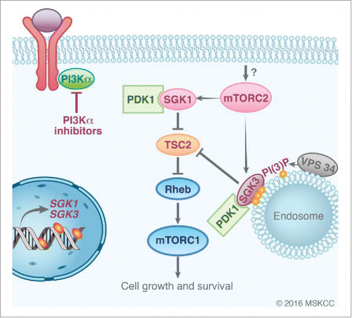 Figure 1. Sustained mTORC1 activity in the absence of PI3K/AKT signaling by SGK kinases. SGK1/3 are transcriptionally regulated and activated by mTORC2 and PDK1 phosphorylation. SGK3 is recruited at the endosomal membrane interacting with PI(3)P, which results from VPS34 enzymatic activity. SGK kinases have the ability to phosphorylate TSC2, the GTPase Activating Protein for RHEB, the upstream activator of mTORC1.