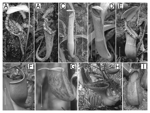 Figure 1. Interspecific variation in Nepenthes pitcher structure, as demonstrated by the Nepenthes species examined in this study. (A) N. rafflesiana, lower pitcher; (B) N. rafflesiana, upper pitcher; (C) N. gracilis, (D) N. mirabilis, (E) N. macrophylla, upper pitcher; (F) N. bicalcarata, upper pitcher; (G) N. ampullaria pitcher, (H) N. lowii, upper pitcher; (I) N. tentaculata, lower pitcher. Scale bar = 5 cm.