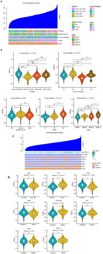 Figure 2. Correlations between mRNAsi and clinical features, TMB, and biomarkers. (A) Relationship between the mRNAsi distribution and clinical features, including subtype, immune subtype, mutation count, grade, and stage. The columns represent the mRNAsi samples arranged from low to high. Rows represent different features. (B) Violin diagram showing mRNAsi differences in the different clinical feature groups. (C) An overview of the association between mRNAsi and patient TMB and gene mutations, with columns representing the mRNAsi samples in the order of low to high and the rows representing different characteristics. (D) The relationship between mRNAsi and the different characteristic groups in the UCEC patient samples, grouped by TMB height and the mutation status of TP53, PTEN, KRAS, CEACAM5, APC, FGFR2, and MUC18. *p < 0.05, **p < 0.01, ***p < 0.001, ****p < 0.0001, ns: p > 0.05.