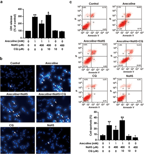 Figure 6. Effect of CQ on H2S-induced inhibition on arecoline-elicited apoptosis in PC12 cells. PC12 cells were pretreatment with CQ (10 μM) for 30 min before preincubated with NaHS (400 μM) for 30 min prior to 24-h exposure of arecoline (1 mM). The release of lactic dehydrogenase (LDH) was detected by LDH release assay (a). Quantitative analysis of the percentage of apoptotic cells by flow cytometry after Annexin V-FITC/PI staining (b). The nuclear morphology of cell stained with Hoechst 33,258 was observed by fluorescence microscopy (200×). Cells with brightly fluorescent and fragmented nuclei were apoptotic cells (c). Data are representative images of three independent experiments and values are the mean ± S.E.M., **P < 0.01, versus control group; #P < 0.05, versus arecoline-treated alone group; &P < 0.05, &&P < 0.01, versus co-treated with NaHS and arecoline group.