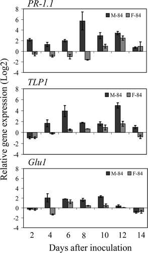 Fig. 8 Relative expression levels of PR-1.1, TLP1 and Glu1 in resistant ‘Moro’ and susceptible ‘Fielder’ after inoculation with P. striiformis, strain SRC-84 from 2 to 14 dai using qRT-PCR. Values represent differences of inoculated treatments compared with the corresponding non-inoculated controls and bars represent standard errors.