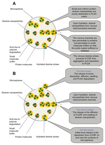 Figure 9 (A and B) The released mechanism diagram from the PLGA microsphere. (A) Mechanism diagram stability of G-CSF; (B) Released mechanism diagram of G-CSF.Abbreviations: G-CSF, granulocyte colony–stimulating factor; PLGA, polylactic-co-glycolic acid.