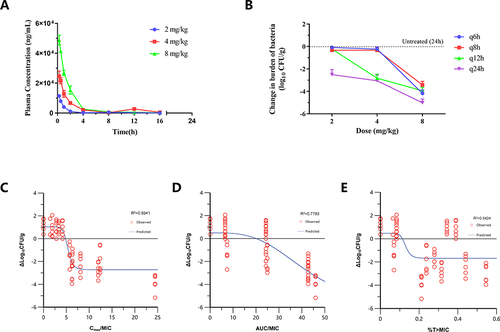 Figure 3 (A) Pharmacokinetics of LYSC98 in plasma following single intravenous doses at 2–8 mg/kg in neutropenic thigh-infected mice. Groups of three mice were sampled at each time point. Each symbol represents the mean value of plasma concentration in three mice. The error bar represents the standard deviations. (B) Regimens of LYSC98 treatment produced CFU burden reduction against S. aureus ATCC29213 in the dose fractionation experiment. Abscissa q6h, q8h, q12h, and q24h means LYSC98 were treated per 6,8,12 and 24 hours under constant total dose in each group. The efficacy of each group was measured by comparing the bacterial load with the untreated group 24 hours later. (C–E) Correlation of pharmacokinetic/pharmacodynamic (PK/PD) indices fCmax/MIC (C), fAUC0–24/MIC (D) and %fT > MIC (E) with efficacy. Treatment was initiated at 2 h post infection. LYSC98 was intravenously administered with a dosing range of 2–8 mg/kg, in once daily (q24h), twice daily (q12h), three times a day (q8h) and four times a day (q6h). Each circle represents data for each mouse.