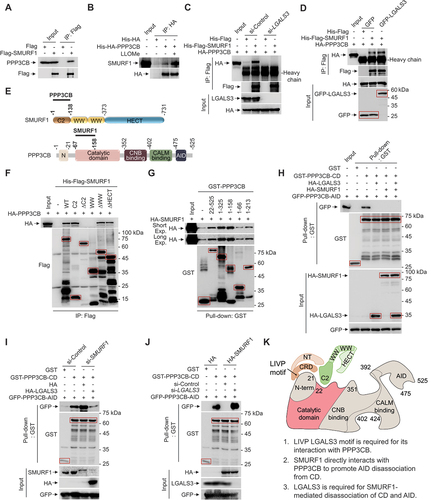 Figure 7. SMURF1 promotes PPP3CB CD and AID domain disassociation. (A) HEK293 cells were transfected with Flag or Flag-SMURF1 for 24 h. Co-IP analysis of the indirect association between Flag-SMURF1 and endogenous PPP3CB. (B) Co-IP analysis of the indirect association between His-HA-PPP3CB purified from E. coli and endogenous SMURF1 in HEK293 cells after the treatment of LLOMe (1 mM, 2 h) or DMSO. (C) HEK293 cells were transfected with LGALS3 or scramble siRNA oligos for 48 h, and then overexpressed with HA-PPP3CB for another 24 h. Co-IP analysis of the indirect association between HA-PPP3CB and His-Flag-SMURF1 purified from E. coli. (D) HA-PPP3CB-overexpressed HEK293 cells were transfected with GFP or GFP-LGALS3 for 24 h. Co-IP analysis of the indirect association between HA-PPP3CB and His-Flag-SMURF1 purified from E. coli. (E) Schematic diagram of mapping the direct association between SMURF1 and PPP3CB. (F) Co-IP analysis of the association between HA-PPP3CB expressed in HEK293 cells and His-Flag-SMURF1 constructs purified from E. coli. (G) GST affinity-isolation analysis of the association between HA-SMURF1 expressed in HEK293 cells and GST-PPP3CB constructs purified from E. coli. (H) GFP-PPP3CB-AID-overexpressed HEK293 cells were transfected with or without HA-SMURF1 (and/or HA-LGALS3) for 24 h. GST affinity-isolation analysis of the association between GFP-PPP3CB-AID and GST-PPP3CB-CD purified from E. coli. (I) HEK293 cells were transfected with SMURF1 or scramble siRNA oligos for 48 h, and then overexpressed with GFP-PPP3CB-AID, and with HA or HA-LGALS3 for another 24 h. GST affinity-isolation analysis of the association between GFP-PPP3CB-AID and GST-PPP3CB-CD purified from E. coli. (J) HEK293 cells were transfected with LGALS3 or scramble siRNA oligos for 48 h, and then were transfected with or without HA-SMURF1 and GFP-PPP3CB-AID for another 24 h. GST affinity-isolation analysis of the association between GFP-PPP3CB-AID and GST-PPP3CB-CD purified from E. coli. (K) Schematic diagram of SMURF1 promotes PPP3CB CD and AID domain disassociation. Data were representative of three independent experiments.