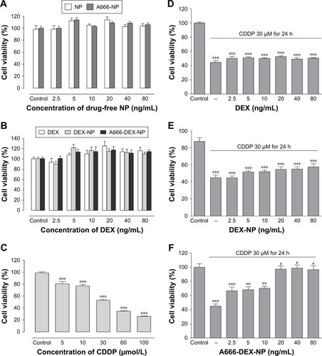 Figure 4 Effect of various DEX formulation, DEX, DEX-NP and A666-DEX-NP, NP and A666-NP on CDDP-mediated decrease in viability of HEI-OC1 cells.Notes: (A) Effect of NP and A666-NP on HEI-OC1 cells viability at experimental concentrations. (B) Effect of DEX, DEX-NP, and A666-DEX-NP on HEI-OC1 cells viability at experimental concentrations. (C) CDDP decreased cell viability is dose dependent (5–100 µmol/L). CDDP (30 µM) treatment for 24 h decreased the cell viability by c.a. 50%. The effect of DEX (D) DEX-NP (E) and A666-DEX-NP (F) on CDDP-mediated decrease in viability of HEI-OC1 cells. The values are expressed as mean ± SEM, n=6. **P<0.01, ***P<0.001 as compared to the control. #P<0.05 as compared to the CDDP.Abbreviations: A66-DEX-NP, A666 peptide-conjugated NPs loaded with DEX; CDDP, cisplatin; DEX, dexamethasone; NP, nanoparticle; SEM, standard error of the mean.