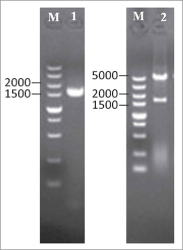 Figure 2. Subcloning of PLD gene into pET-28a(+) vector. The PLD gene was amplified by PCR using the primers containing restriction sites of BamHI and HindIII and subcloned into pET-28a(+) expression vector. Lanes:M, 5 kb DNA ladder; 1, amplified PLD gene; 2, pET28a(+)-PLD/(BamHI + HindIII).