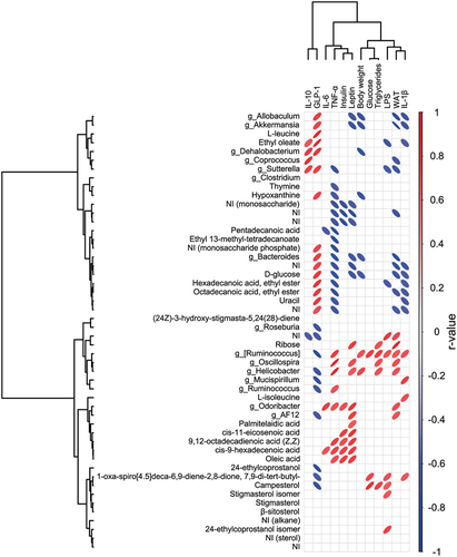 Figure 5. Significant Pearson’s correlations between differential bacterial genera and metabolites, systemic effects, gastrointestinal hormones, and inflammatory biomarkers. The tree on the up and left illustrates a dendrogram of clustering (Ward’s method).Figura 5. Correlaciones significativas de Pearson entre los géneros bacterianos diferenciales y los metabolitos, efectos sistémicos, hormonas gastrointestinales y biomarcadores inflamatorios. El árbol situado arriba y a la izquierda ilustra un dendrograma de clúster (método de Ward).