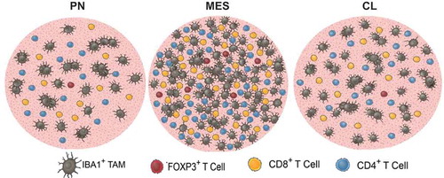 Figure 4. Graphic illustration depicting the immune cell infiltration in PN, MES, and CL GBM. IBA-positive area and T cell infiltration are markedly increased in MES tumors. Each circle represents an area of one mm2.