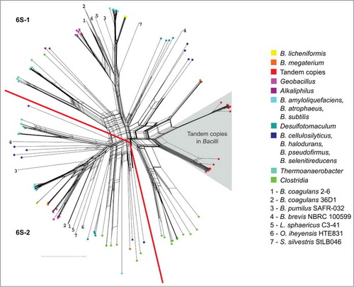 Figure 2. Phylogenetic network of the multiple 6S RNA homologs within the Firmicutes . The grey triangle covers homologs occurring as tandem 6S RNA gene copies that are closely related to each other, indicating that they originate from recent gene duplications. The phylogenetic tree can be divided into two parts (separated by the red lines), each representing mainly one of the two homologs per Firmicutes genome. Note that Clostridia are exceptional, as they have more than two 6S RNA genes. In order to keep the color code legible, several bacteria respresented by single species were indicated by numbers. A phylogenetic network with all named species can be found in the Supplemental Material.