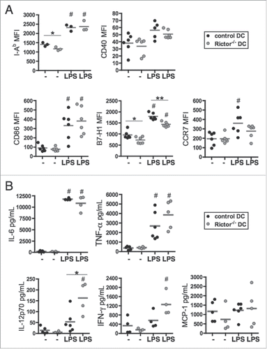 Figure 1. Rictor−/− BMDC display pro-inflammatory properties. (A) CD11c+-gated BMDC were analyzed for cell surface MHC class-II (I-Ab), CD40, CD86, B7-H1 (PD-L1) and CCR7 expression by flow cytometry following 6 d culture in the absence of stimulation (−) or after LPS stimulation (LPS) for the last 18 h of culture. Plots show the means and individual values of n = 3–6 mice. (B) Cytokine levels in supernatants were assessed by cytokine bead array (IL-6, TNFα, MCP-1) or ELISA (IL-12p70 and IFNγ). Data are from n = 4–6 mice. #p < 0.05 compared to corresponding non-stimulated cells; *p < 0.05 and **p < 0.01 between control and Rictor−/− DC.